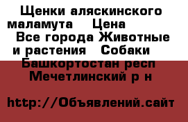 Щенки аляскинского маламута  › Цена ­ 15 000 - Все города Животные и растения » Собаки   . Башкортостан респ.,Мечетлинский р-н